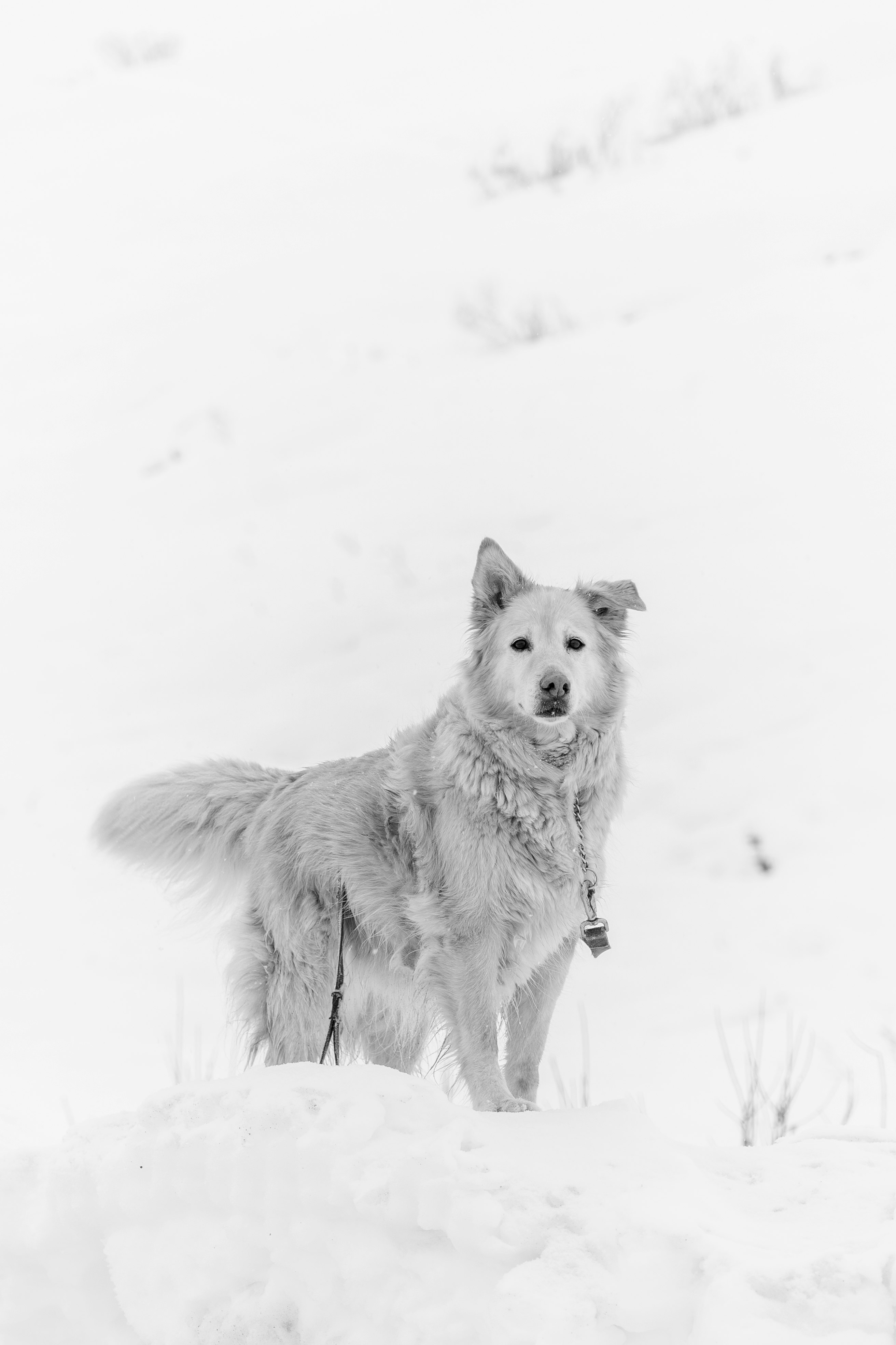 long-coated gray dog standing in snow
